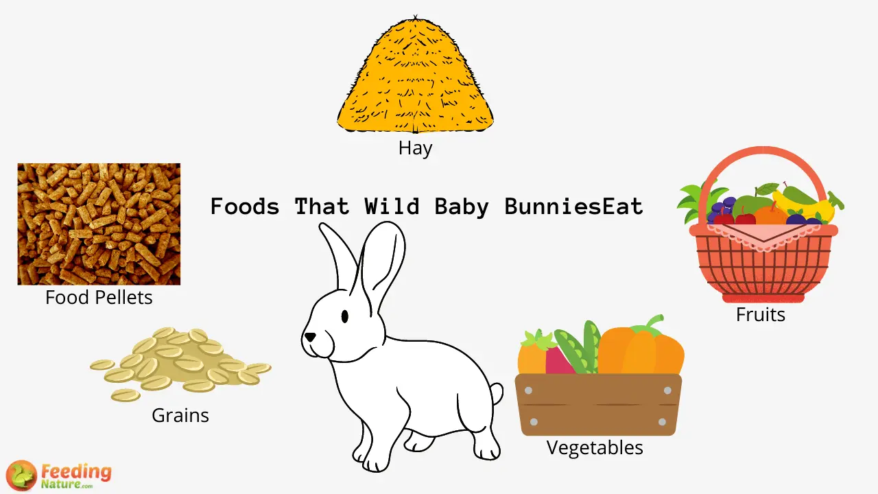 What Baby Bunnies Eat