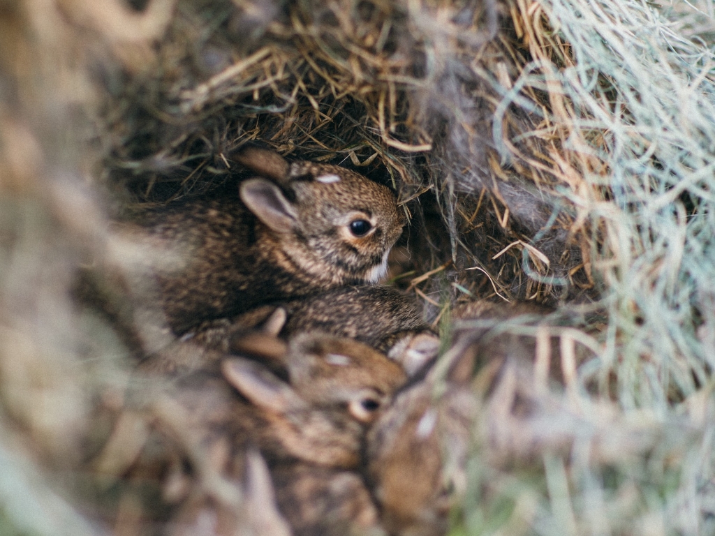 What Do Baby Rabbits Need To Survive?