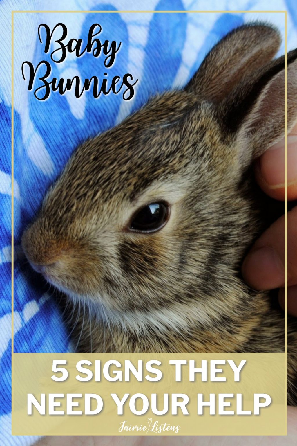 What Do I Need To Know About Baby Rabbit Health?