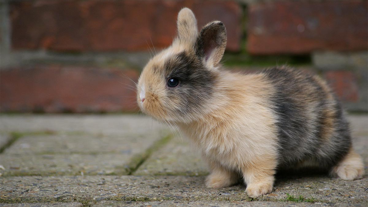 What Does A Baby Bunny Look Like?