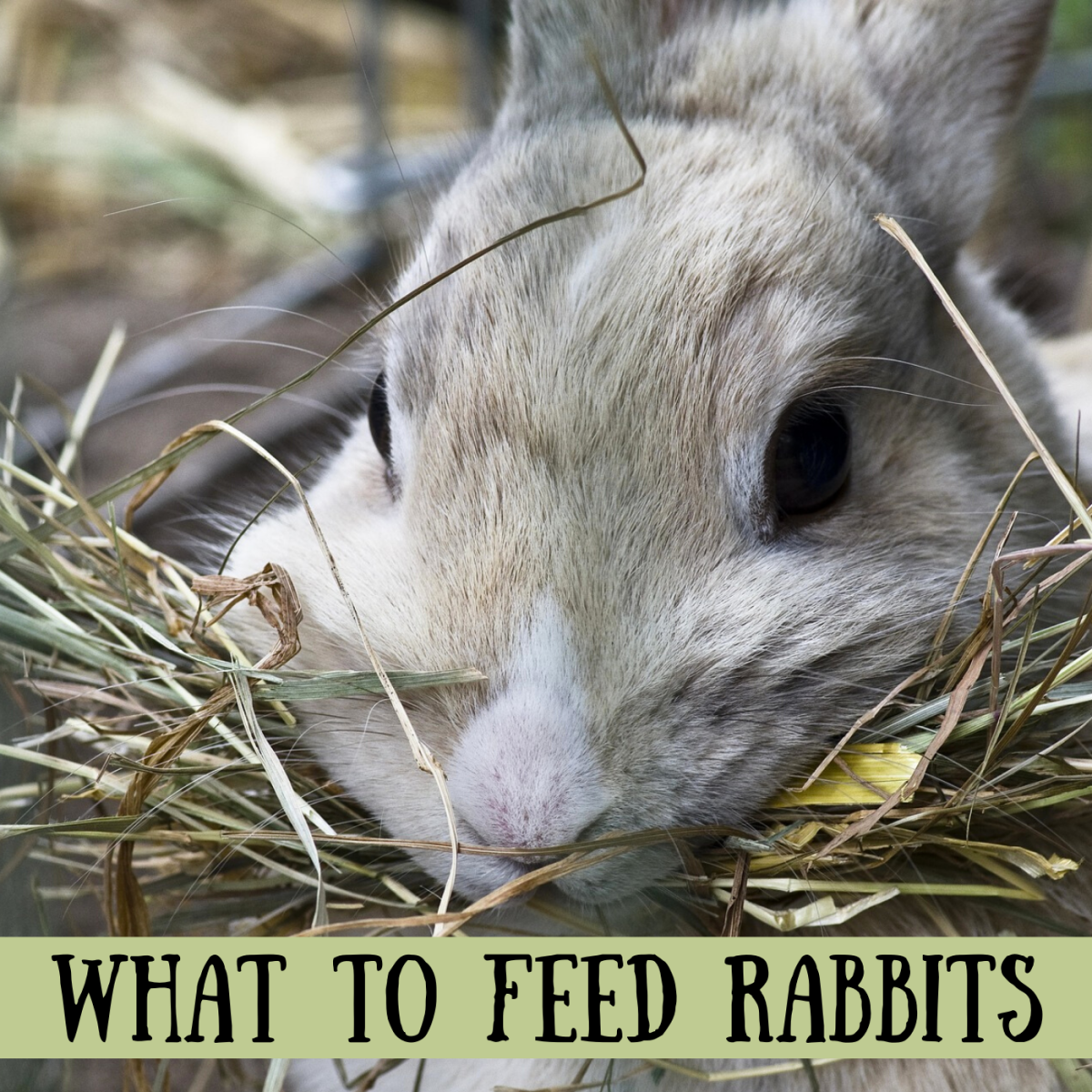 What Does A Baby Rabbit Eat?