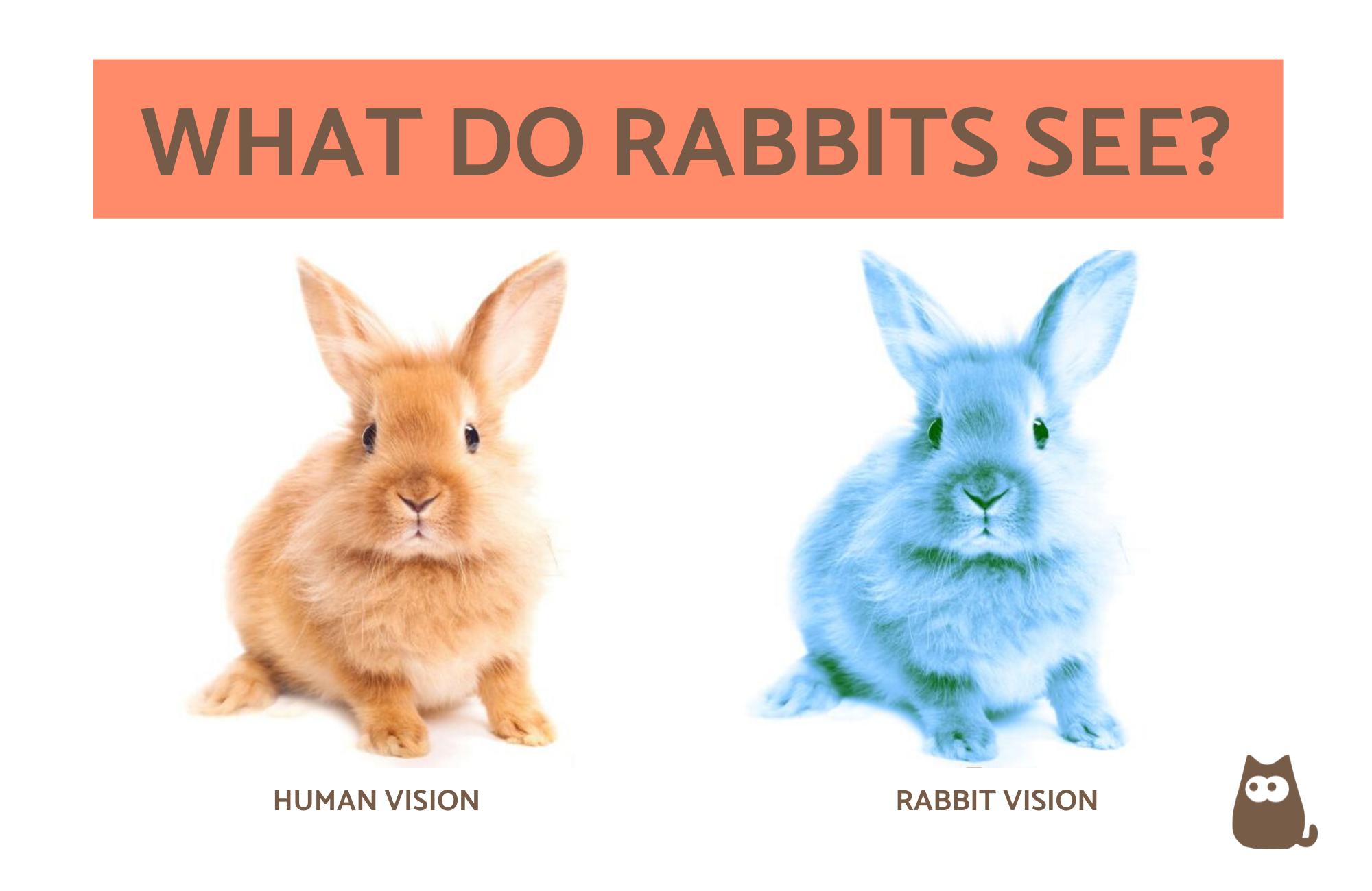 What Does It Mean When You Keep Seeing Bunnies?