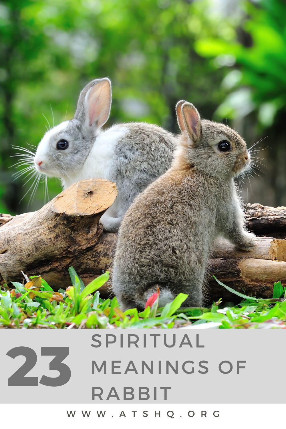 What Does Seeing Two Rabbits Mean?