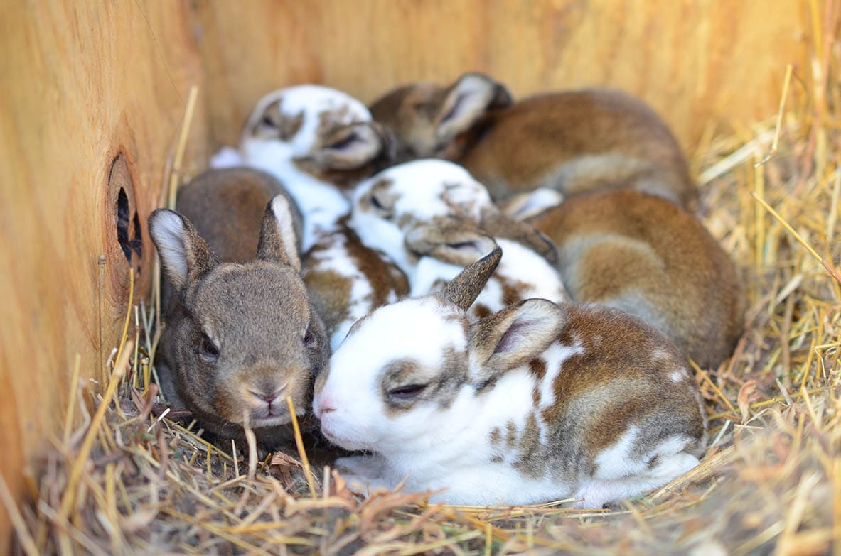 What Is A Litter Of Rabbits?