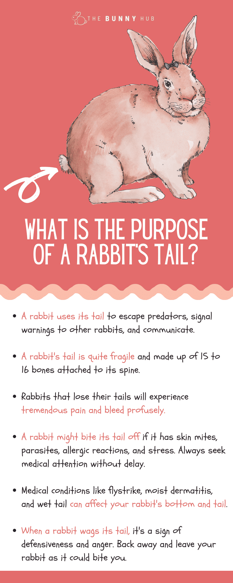 What Is A Rabbit'S Tail?