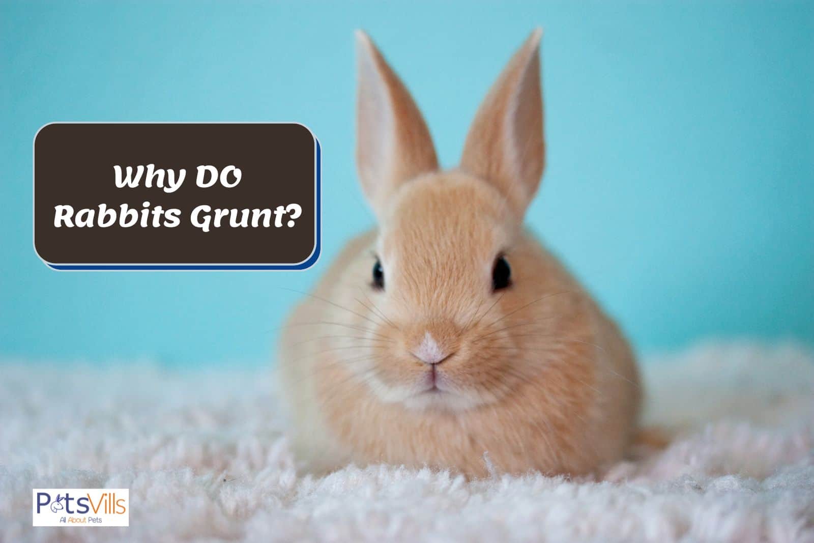 What Is Rabbit Grunting?