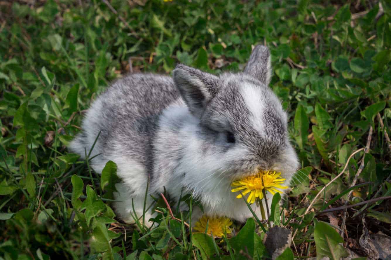 What Is The Dandelion Rabbit?