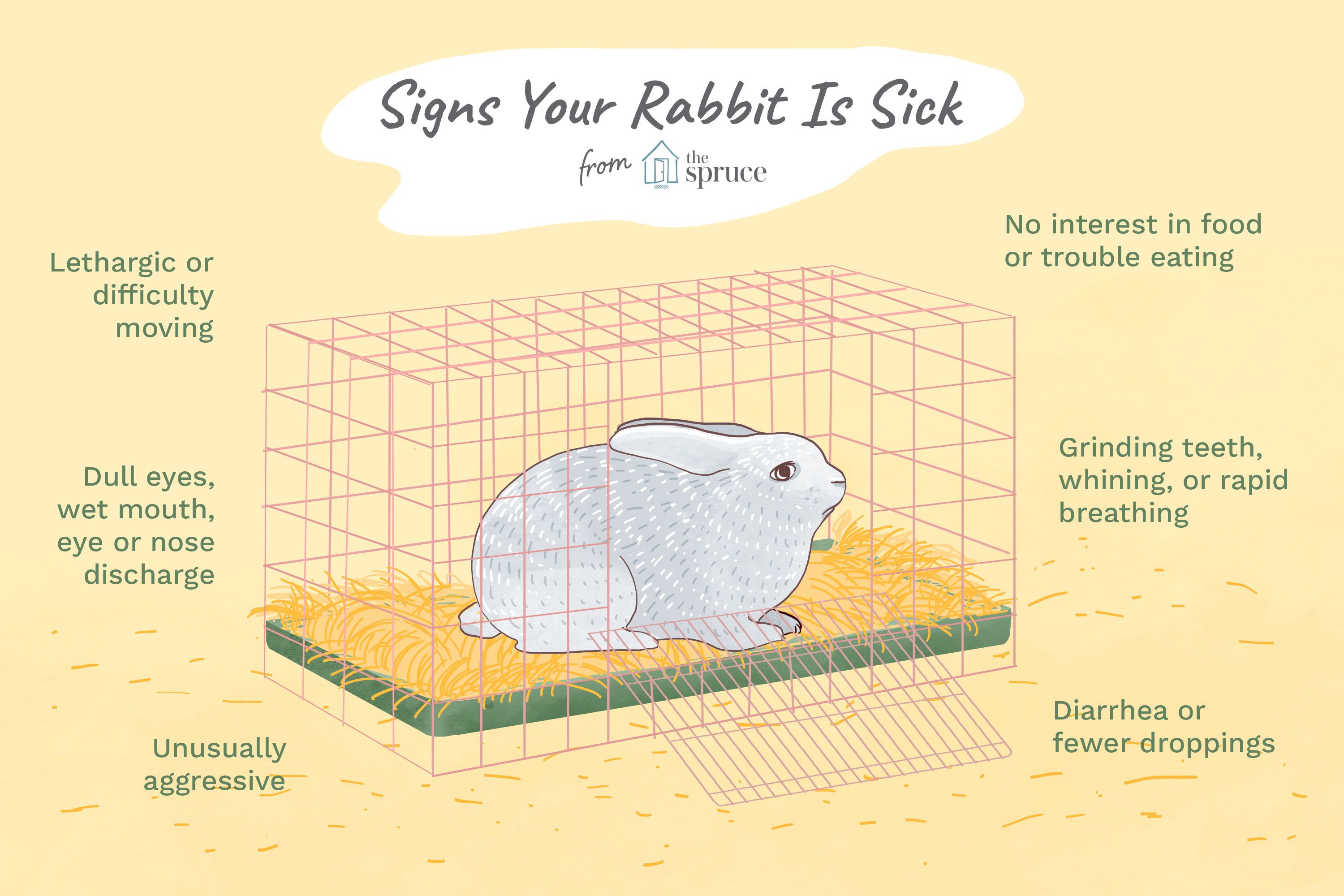 What Should I Do If My Baby Rabbit Gets Sick?