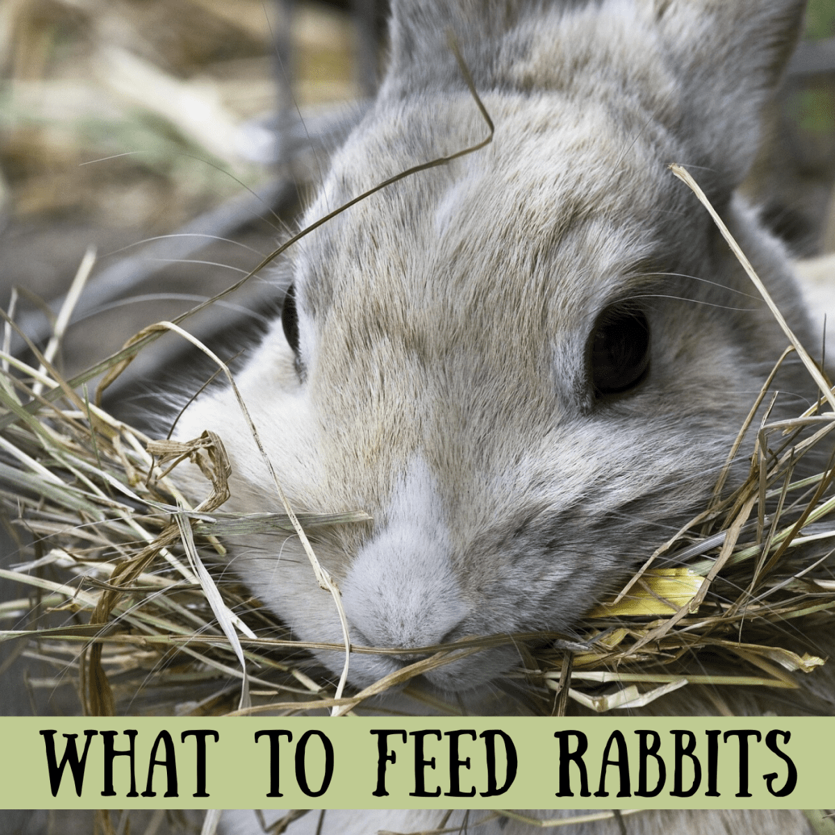 What Should I Feed My Baby Rabbit?