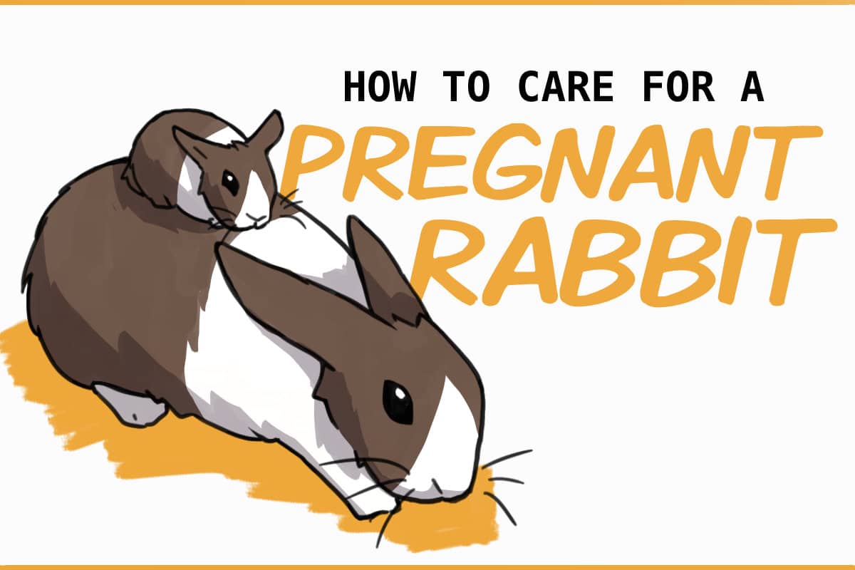 What To Do After Rabbit Gives Birth