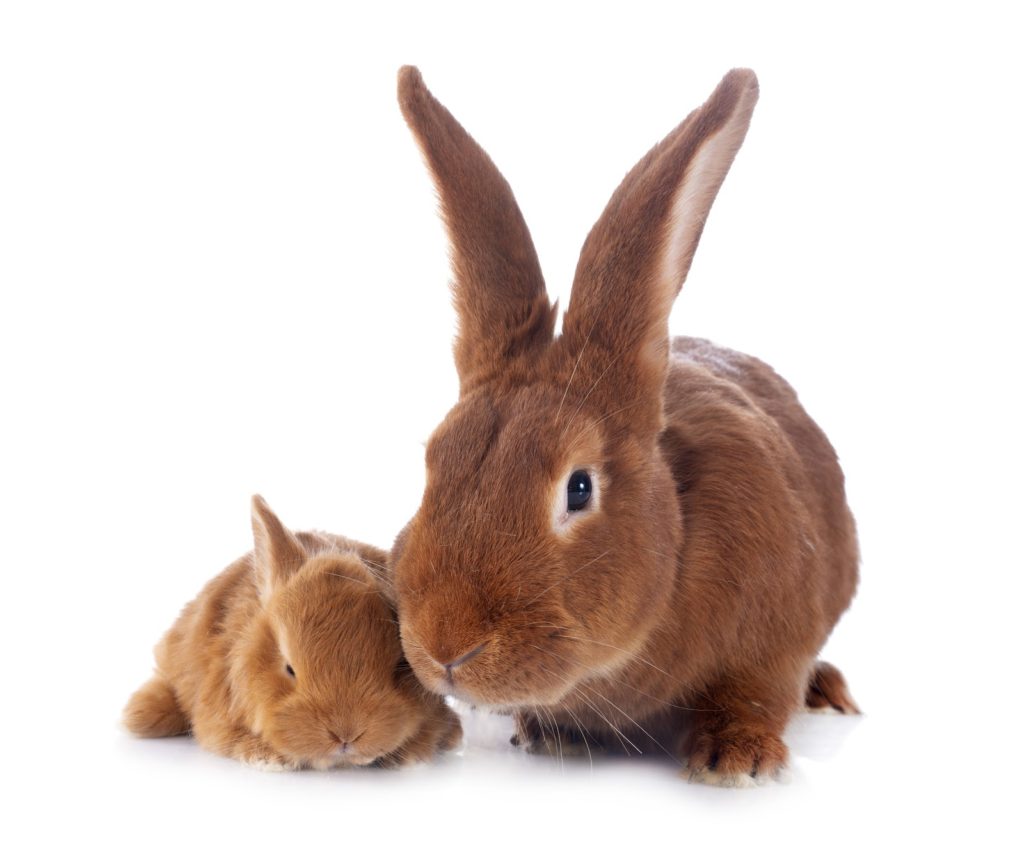 What To Do If Mother Rabbit Is Not Feeding Babies