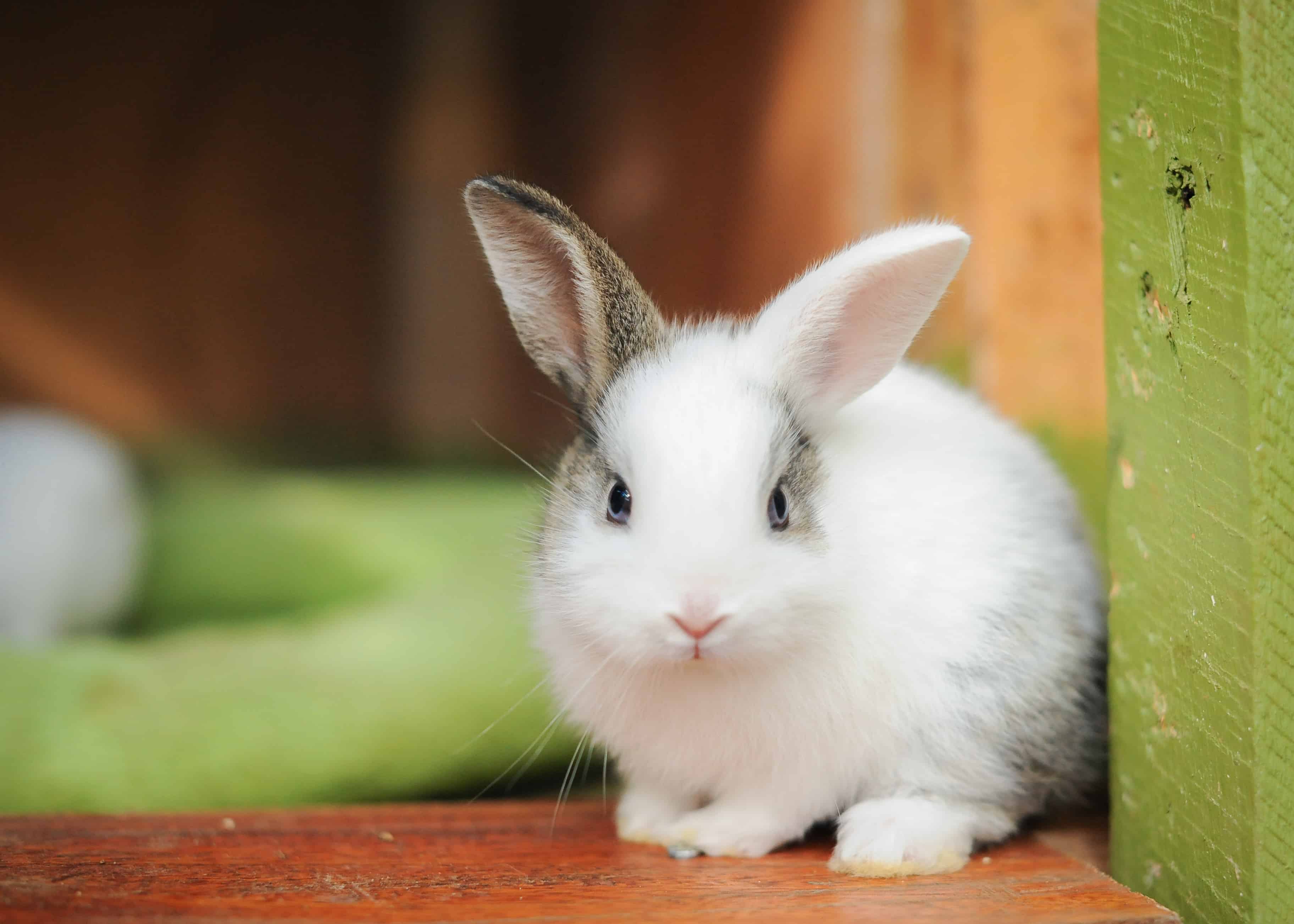 What To Expect From A 1 Year Old Rabbit