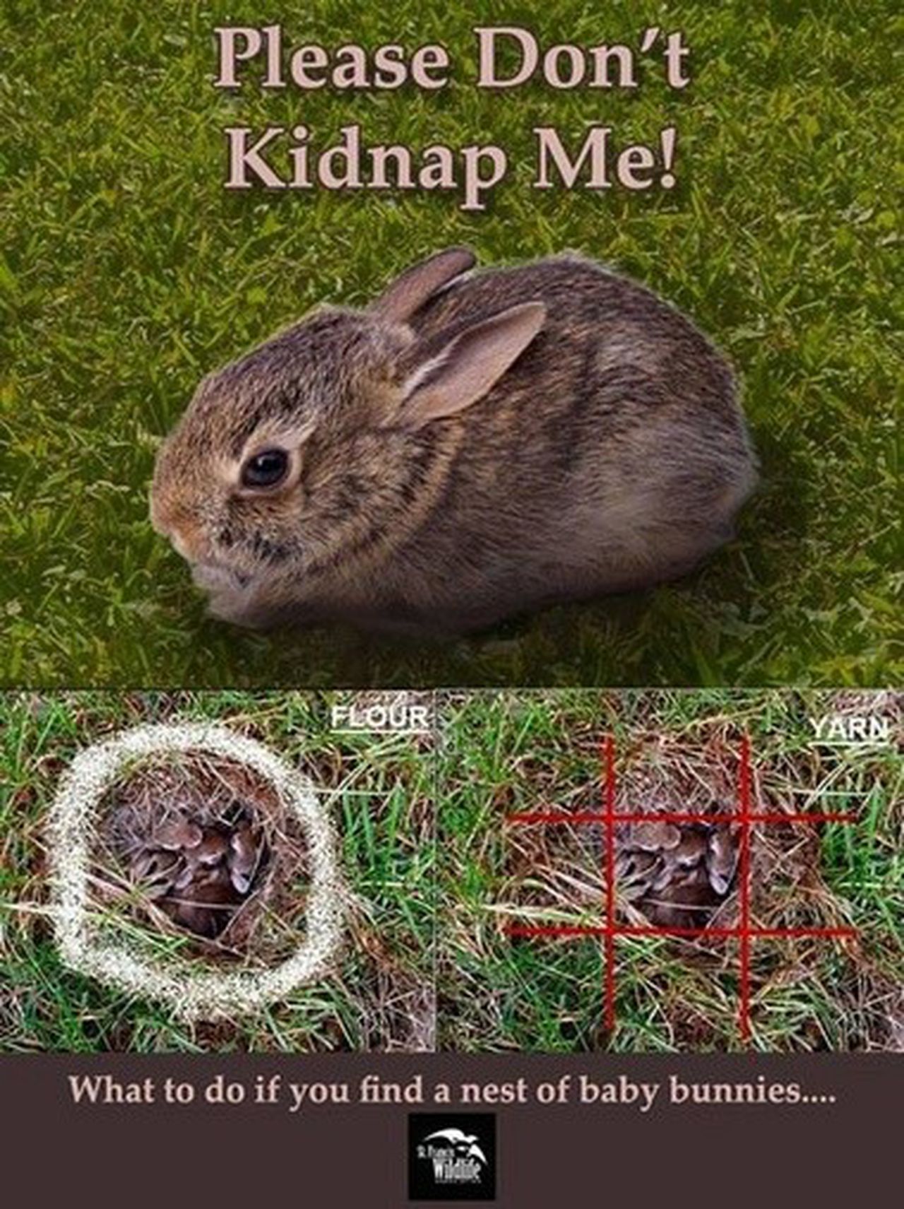 What To Use For A Bunny Nest