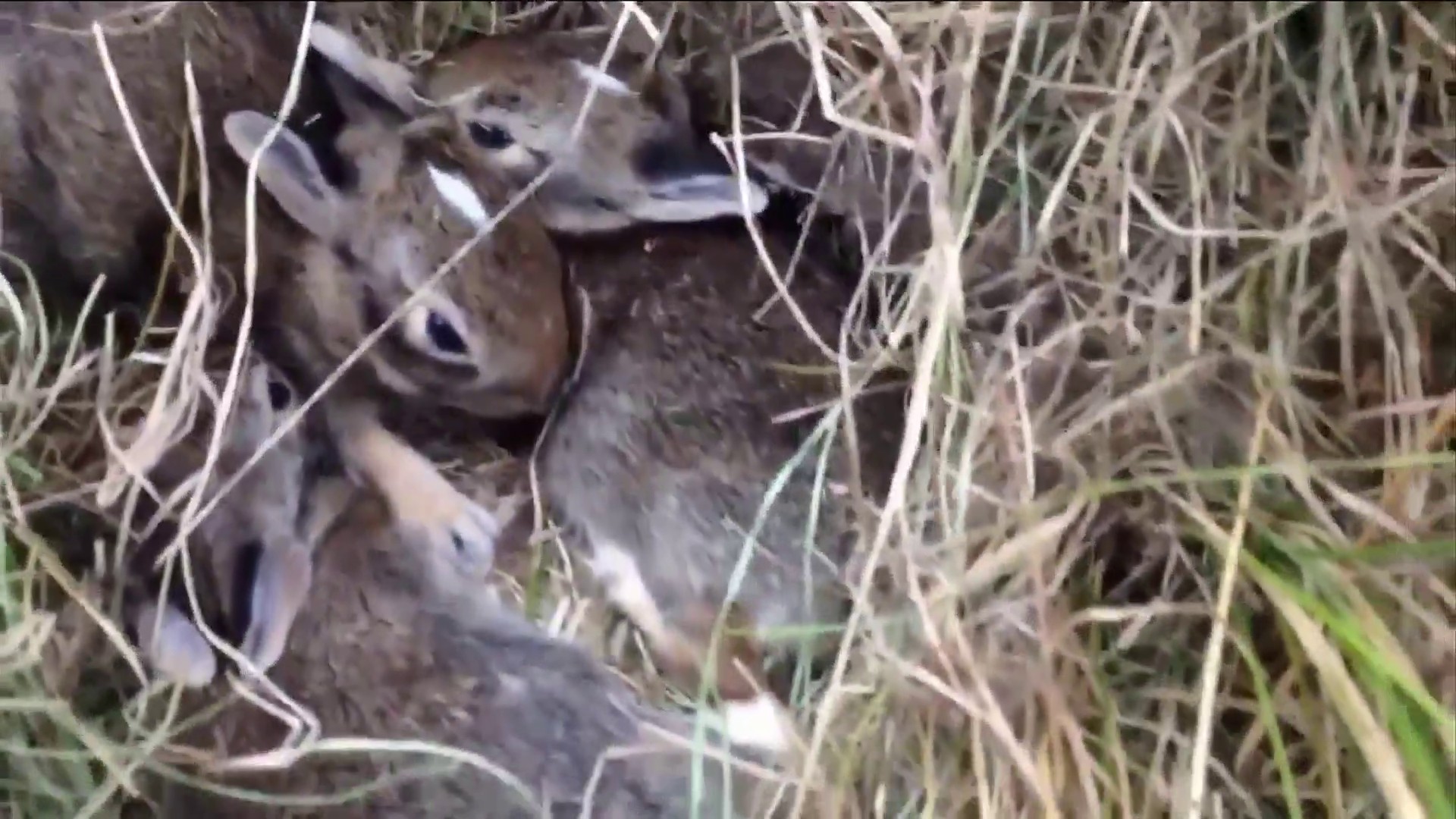 When Do Rabbits Start Nesting?