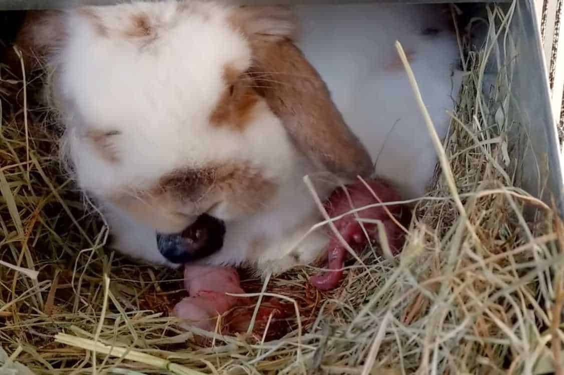 Why Is My Rabbit Eating Her Babies?