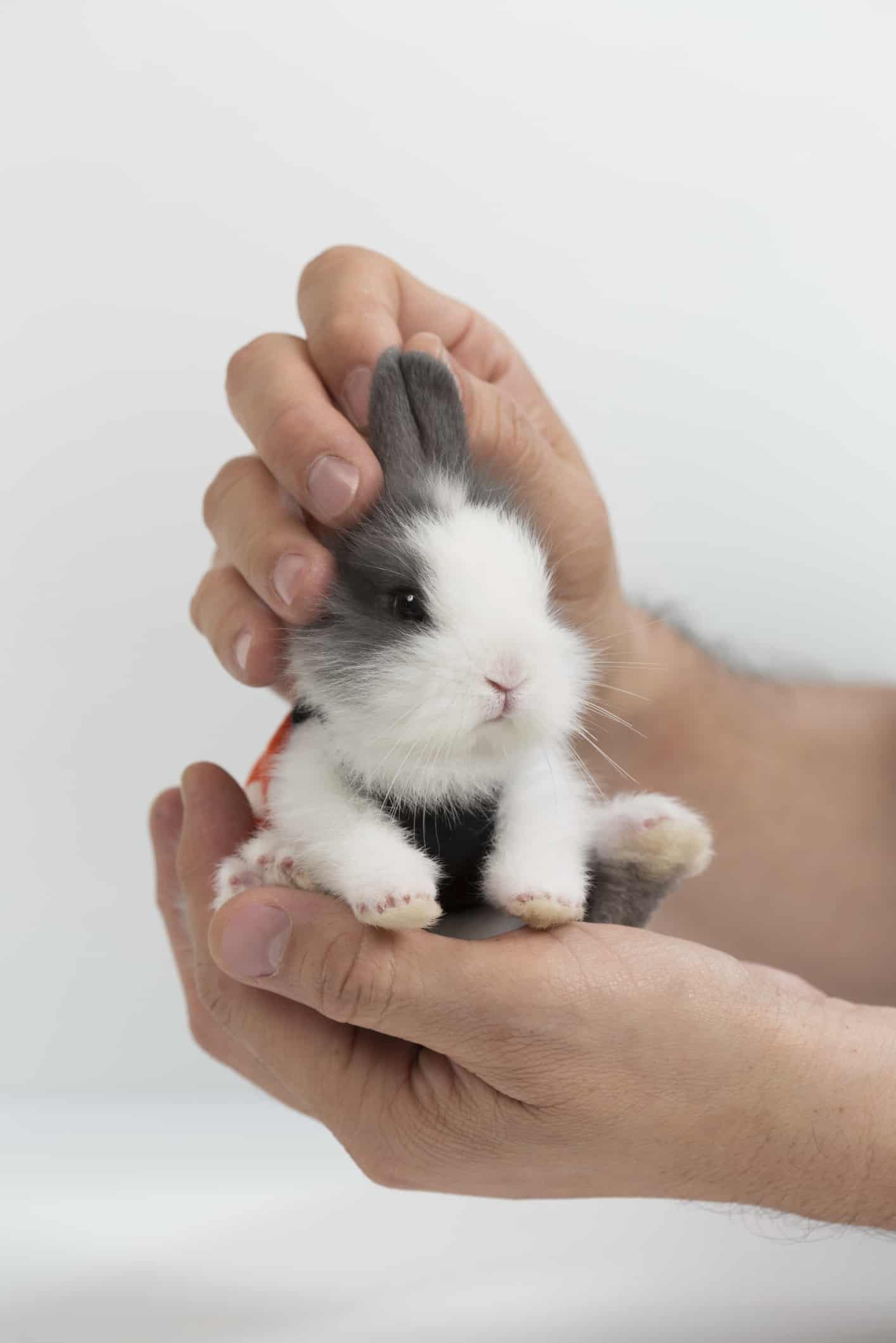 Witnessing The Miracle Of Life With 10 Day Old Bunnies